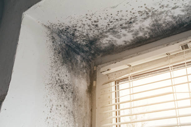 Trusted Crawl Space Mold Removal service in Clinton, KY - Cheap Mold Removal