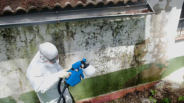 Trusted Basement Mold Remediation service in Clinton, KY - Cheap Mold Removal